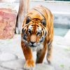 tiger6_web