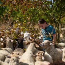 Größte Schafherde in Mainz-Finthen – Ein Tag mit der Schäfer-Familie