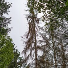 Die Mainzer Wälder sind voller toter Bäume – Sind sie noch zu retten?